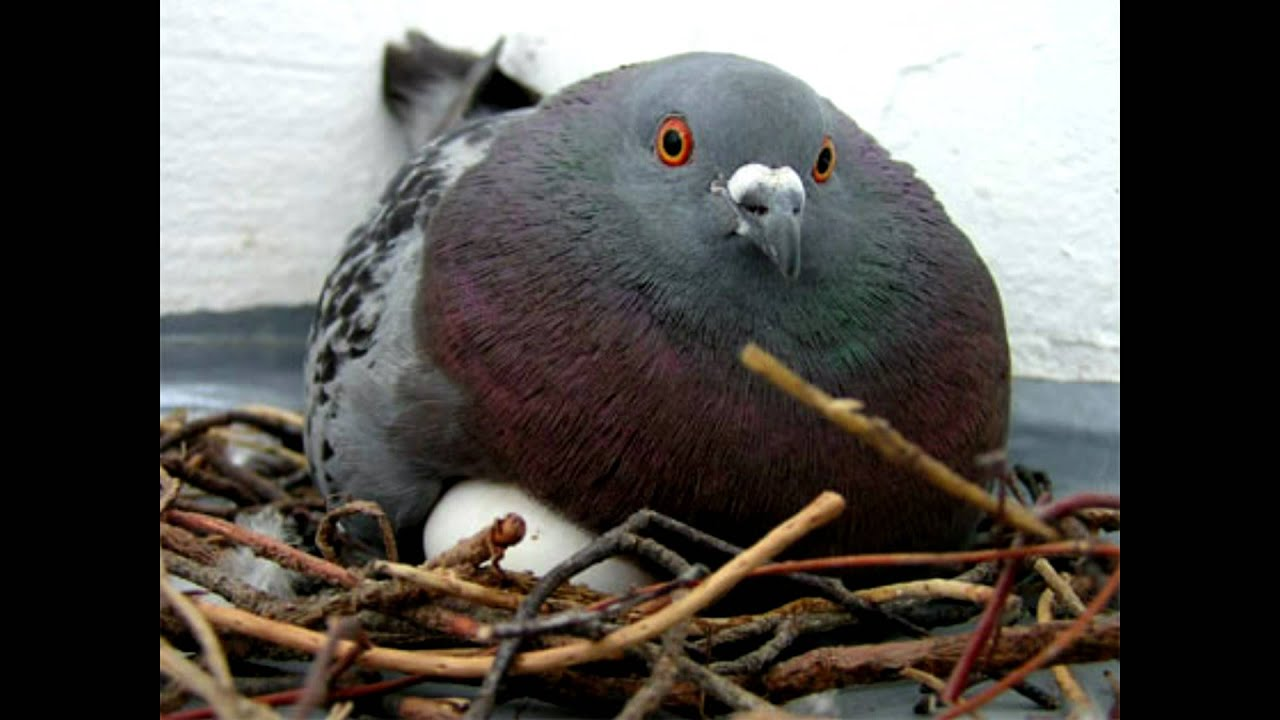 A big taube sitting on a person's leg.